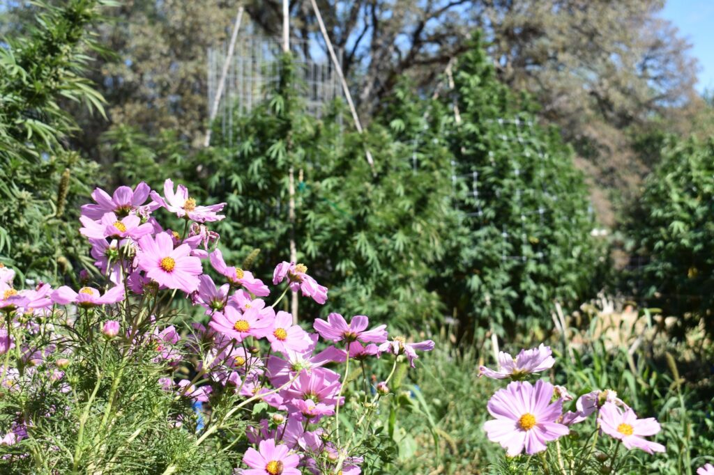 Cosmos blooming in front of cannabis plants
