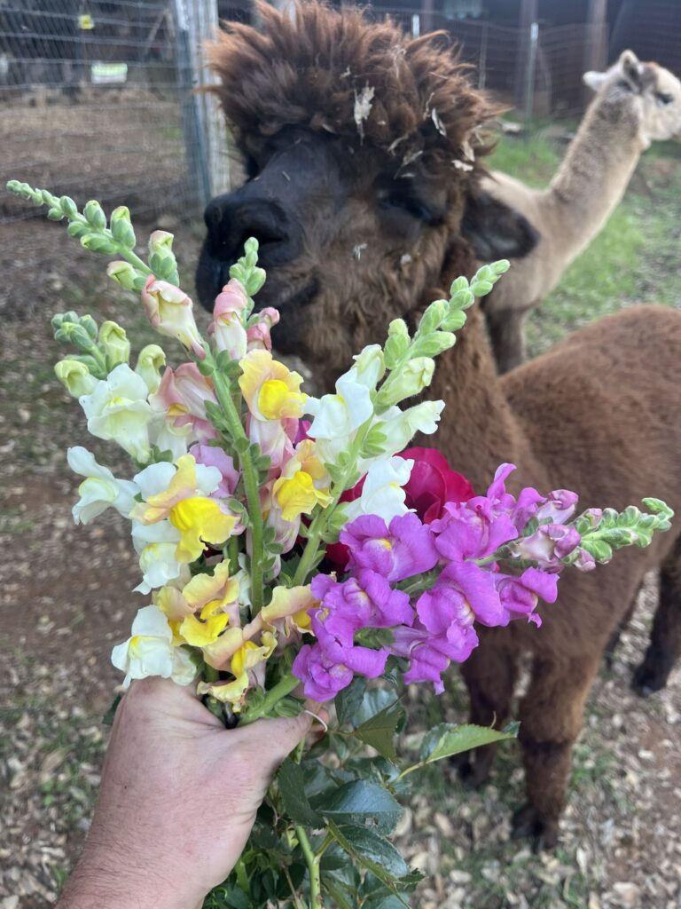 One of our alpacas checking out a fresh bouquet
