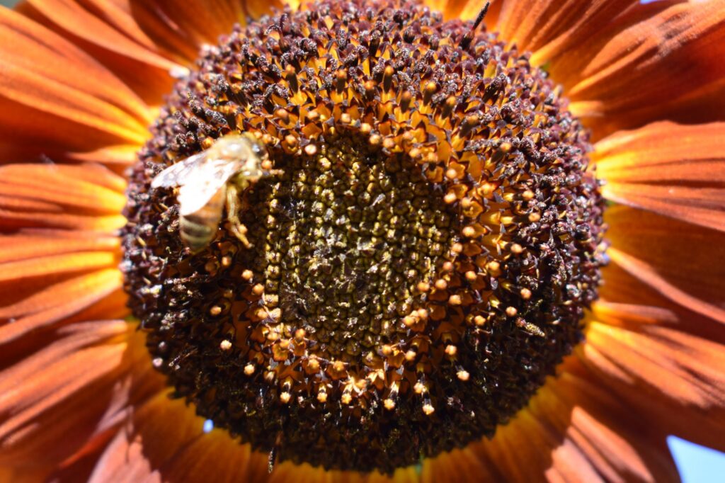 A honeybee working a sunflower at Down OM Farms