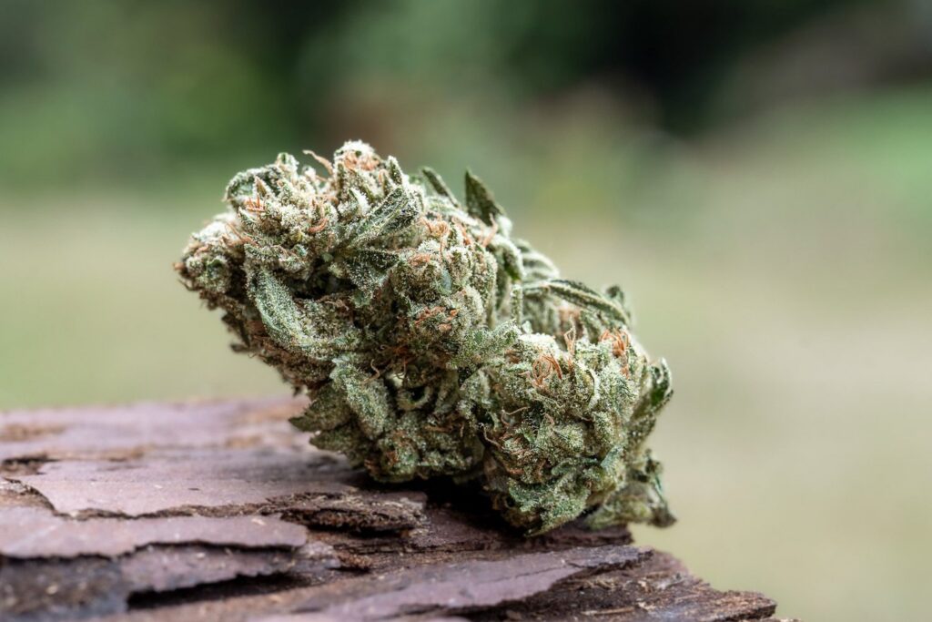 Chemdog flower grown at Down OM Farms