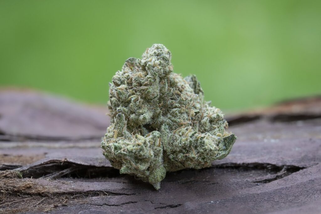 GG4 flower grown at Down OM Farms