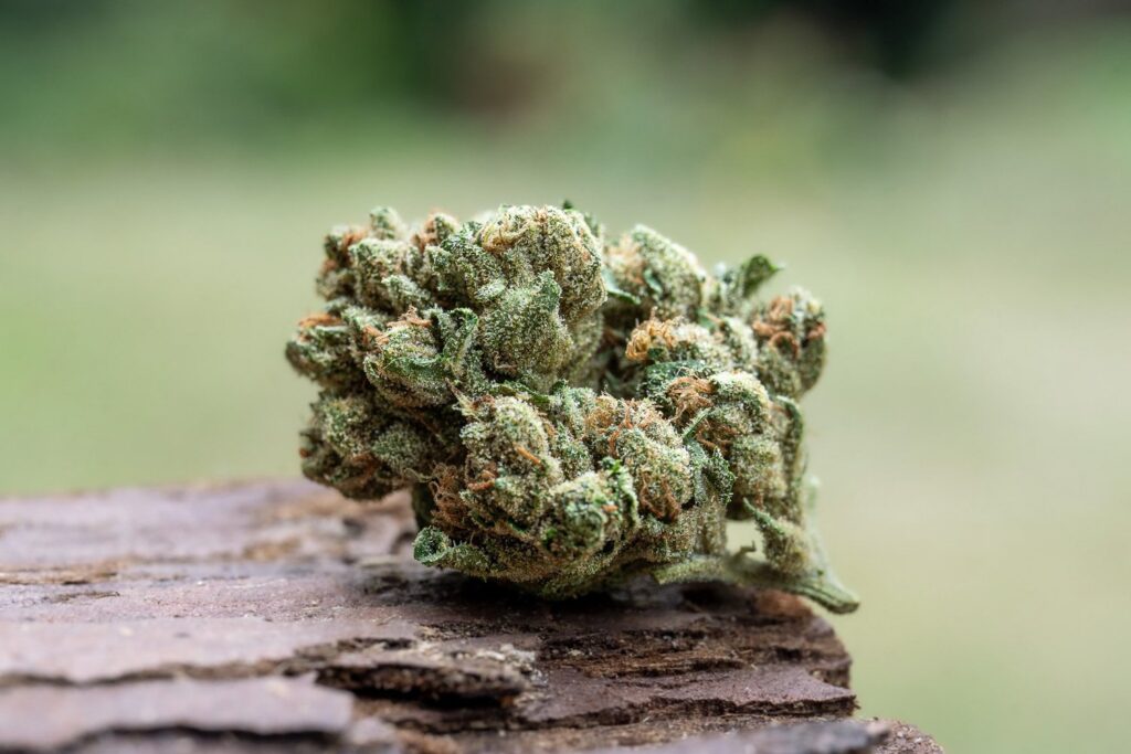 OG flower grown at Down OM Farms