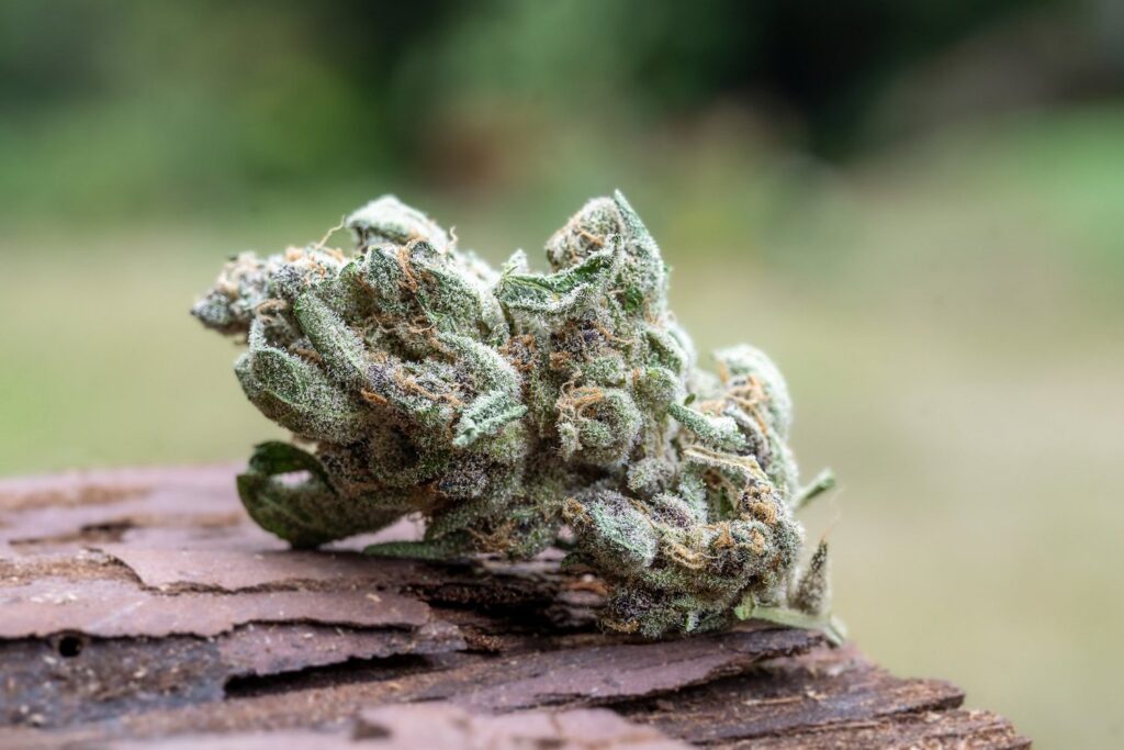 Superboof flower grown at Down OM Farms